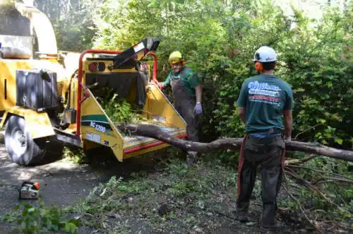 tree services Huntington Park